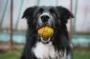 unsplash_GFFoVUqcO4k_dogs with ball.webp